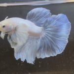 betta149