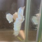 betta147
