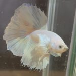 betta147