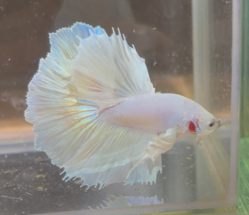 betta147