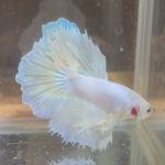 betta147