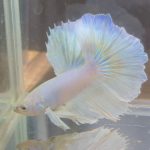 betta147