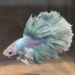 betta145