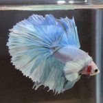 betta145