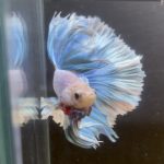 betta145
