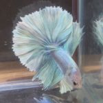 betta145