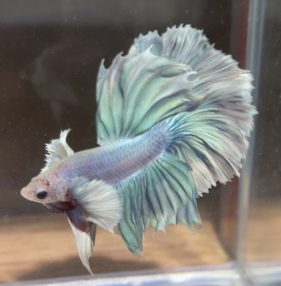 betta145
