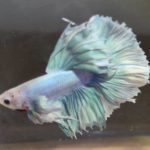 betta145