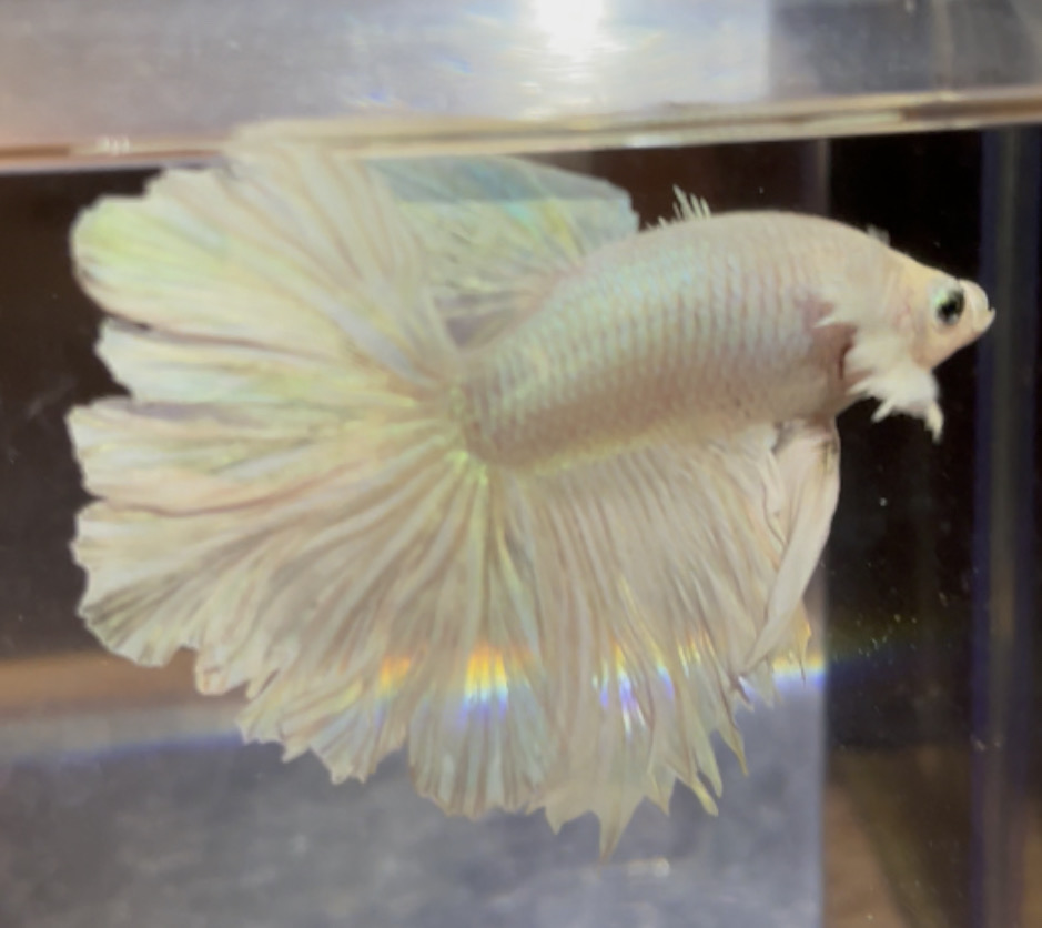 betta144