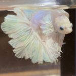 betta144