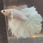 betta144