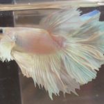 betta144