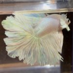 betta144