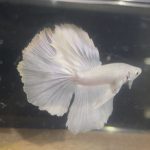 betta133