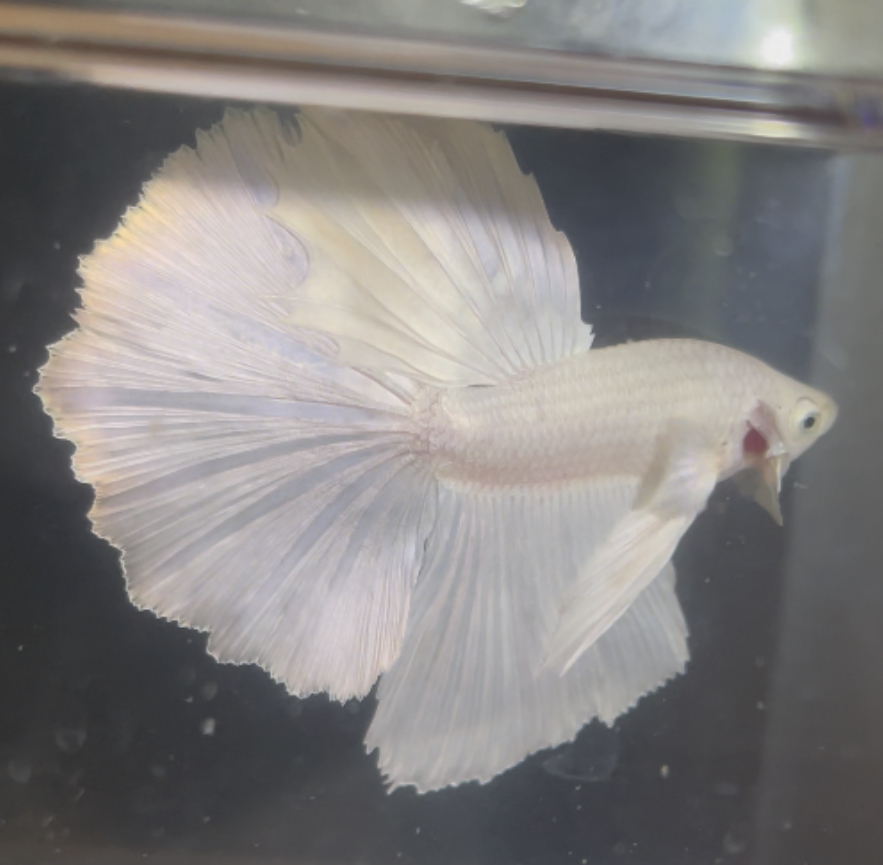 betta133