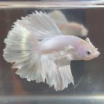 betta161