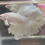 betta161