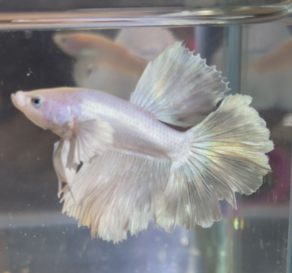 betta161