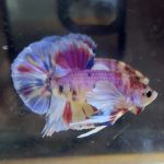 betta160