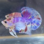 betta160
