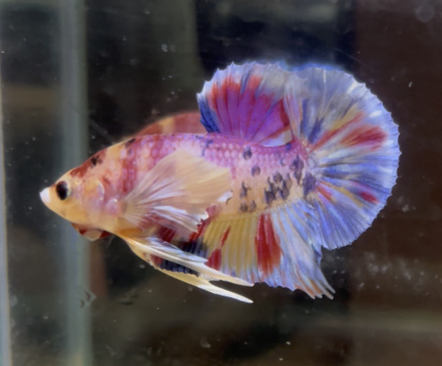 betta160