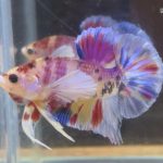 betta160