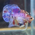 betta160
