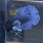 betta163