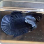 betta163