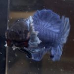 betta163