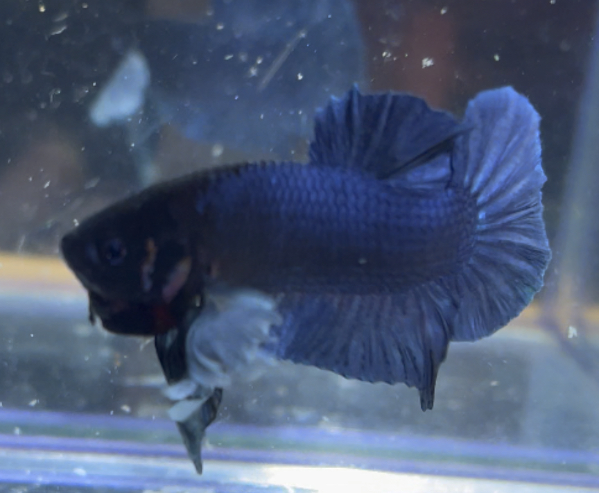betta163