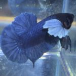 betta163