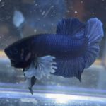 betta163