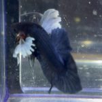 betta163