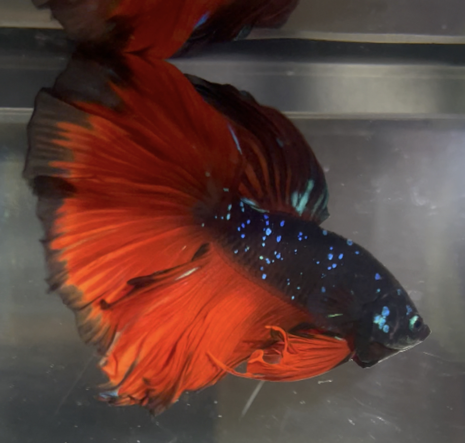 betta162