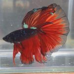 betta162