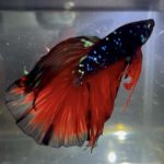 betta162