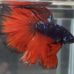 betta162