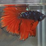 betta162