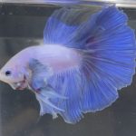 betta164