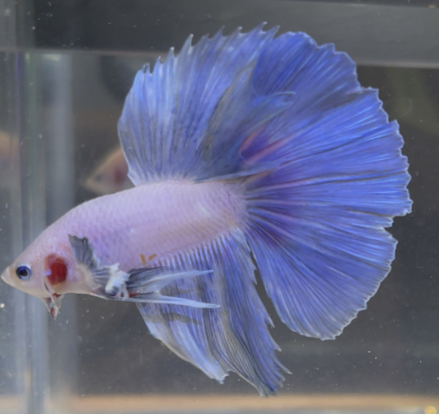 betta164