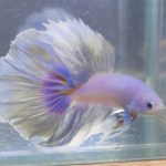 betta164