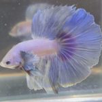 betta164