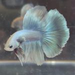 betta159