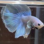betta159