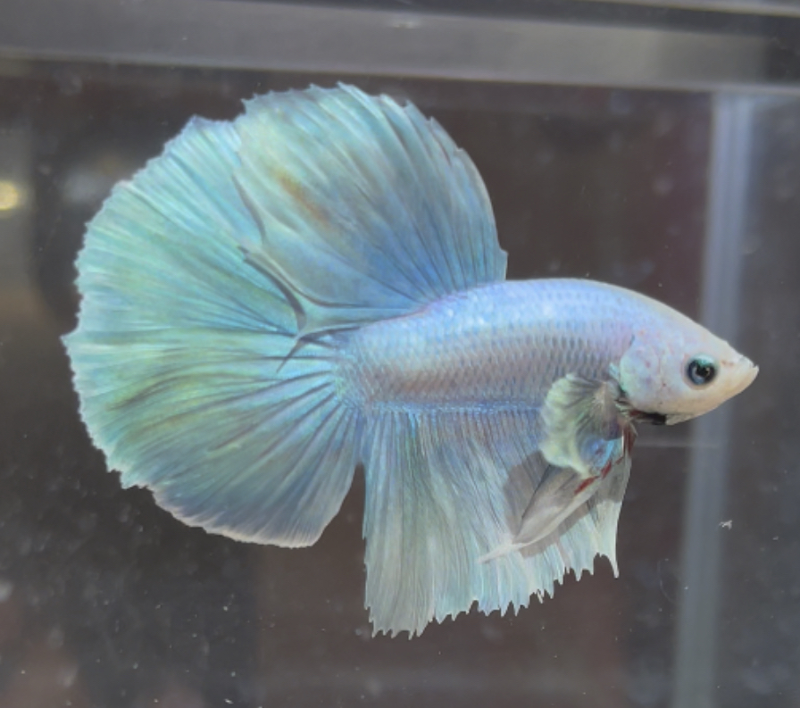 betta159