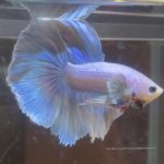 betta159