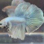betta159