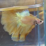betta158