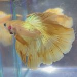 betta158